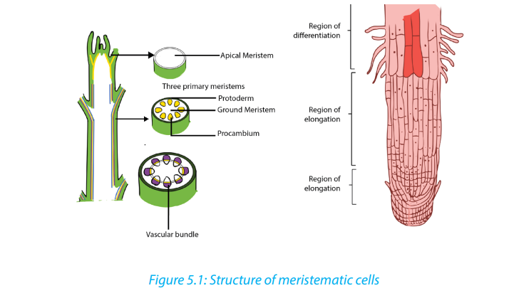 Course: S4: Biology